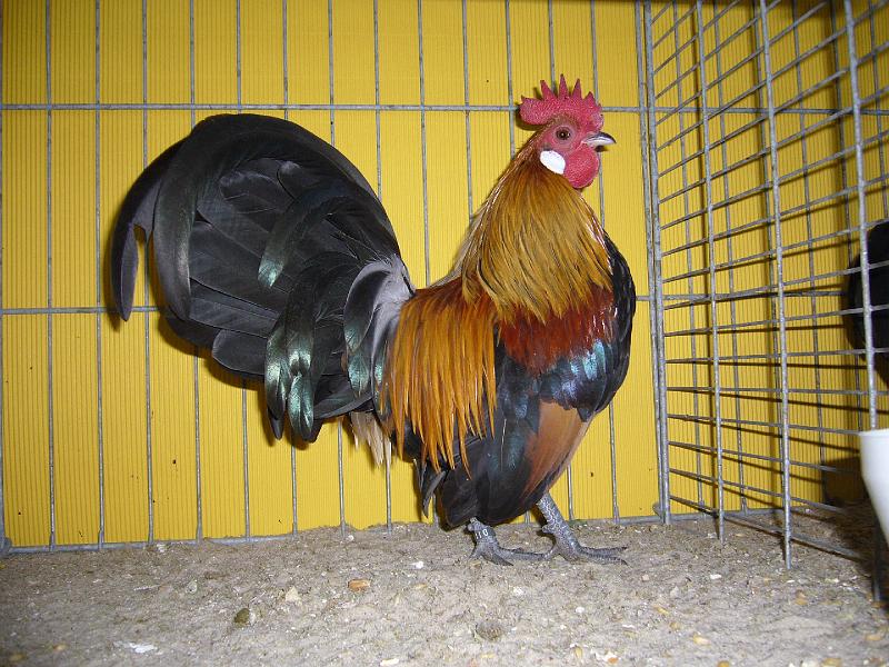 Hannover 2008 075.jpg - Holländische Zwerghühner goldhalsig von Andreas Stephan Preis HV 96 BM